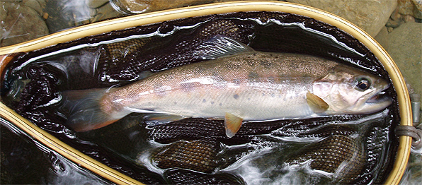 http://salmon.kirisute-gomen.com/main/fishing/fishing2007/2007092223/P9220026s.jpg