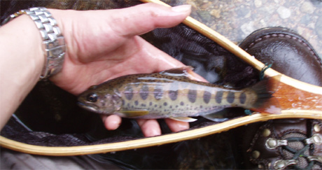 http://salmon.kirisute-gomen.com/main/fishing/fishing2008/2008083031/P8310013s.jpg