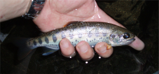 http://salmon.kirisute-gomen.com/main/fishing/fishing2008/2008083031/P8310015s.jpg