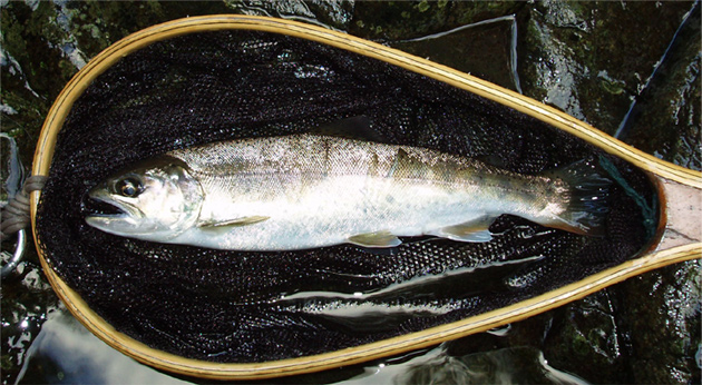 http://salmon.kirisute-gomen.com/main/fishing/fishing2008/2008083031/P8310017s.jpg