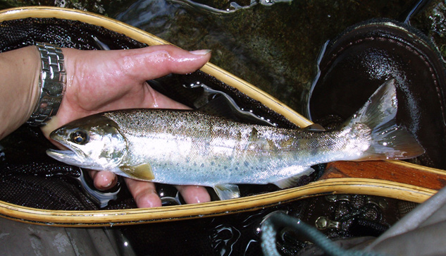 http://salmon.kirisute-gomen.com/main/fishing/fishing2008/2008083031/P8310018s.jpg