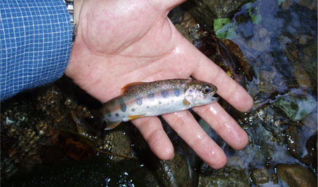 http://salmon.kirisute-gomen.com/main/fishing/fishing2008/2008092021/P9200001s.jpg
