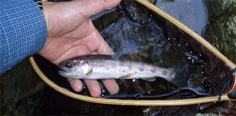 http://salmon.kirisute-gomen.com/main/fishing/fishing2008/2008092021/P9200003s.jpg