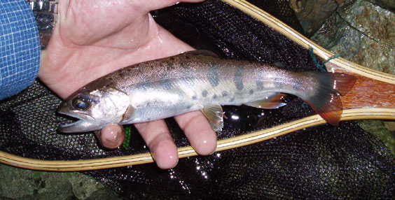 http://salmon.kirisute-gomen.com/main/fishing/fishing2008/2008092021/P9200005s.jpg