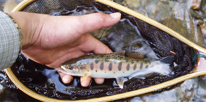 http://salmon.kirisute-gomen.com/main/fishing/fishing2008/2008092021/P9210041s.jpg