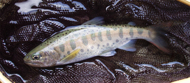 http://salmon.kirisute-gomen.com/main/fishing/fishing2009/20090301/P3010009s.jpg