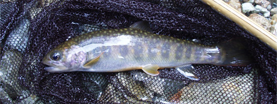 http://salmon.kirisute-gomen.com/main/fishing/fishing2009/20090321/P3210002s.jpg