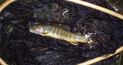 http://salmon.kirisute-gomen.com/main/fishing/fishing2009/2009060607/P6060023s.jpg