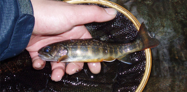 http://salmon.kirisute-gomen.com/main/fishing/fishing2009/2009060607/P6060024s.jpg