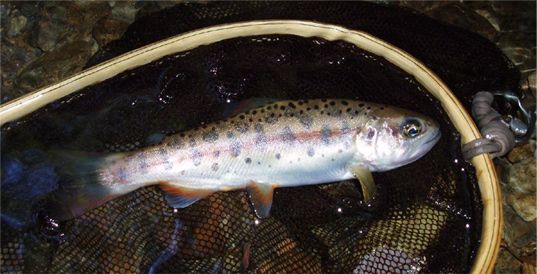 http://salmon.kirisute-gomen.com/main/fishing/fishing2009/200991920/P9190010s.jpg