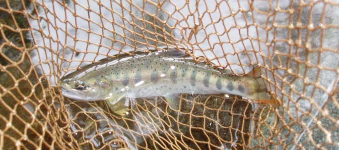 http://salmon.kirisute-gomen.com/main/fishing/fishing2010/20100813/P8130025s.jpg
