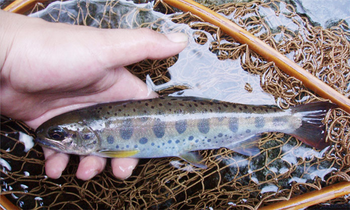 http://salmon.kirisute-gomen.com/main/fishing/fishing2010/20100828/P8280008s.jpg