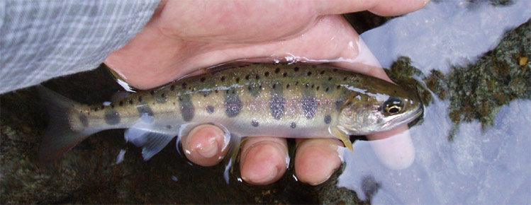 http://salmon.kirisute-gomen.com/main/fishing/fishing2010/20100828/P8280010s.jpg